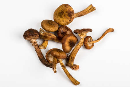 Bunch of Shimeji Mushrooms on white backgroundの写真素材