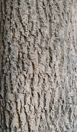 Natural Wood Texture Background close-up