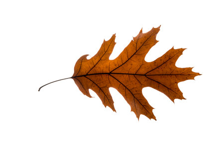 Autumn single leaf isolated on the white background