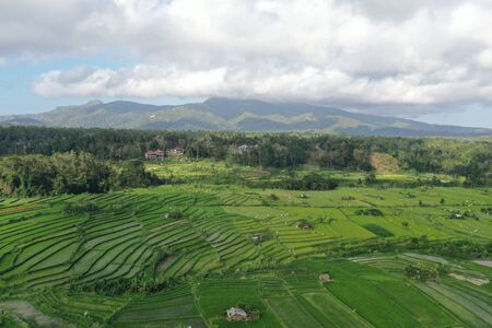Rice terraces in Bali indonesiaの写真素材