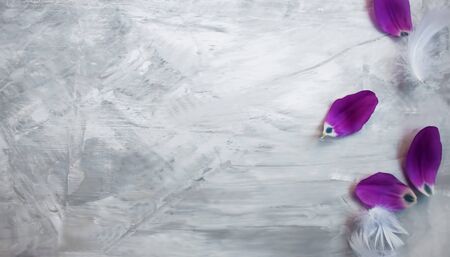 Beautiful background of soft , violet tulip petals and white feathers on grey surface.の写真素材