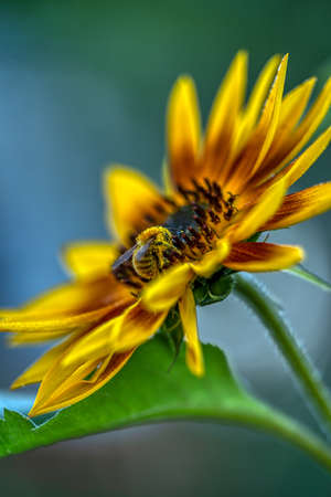 A bee collects pollen from a sunflower flowerの写真素材