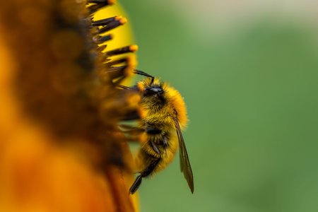 A bee collects pollen from a sunflower flower