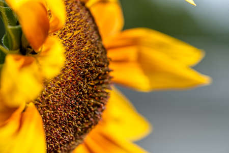 Close-up photograph of a sunflower flowerの写真素材