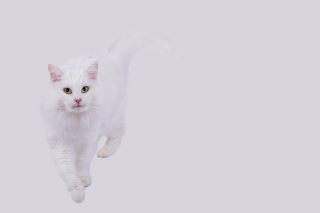 A white cat comes towards you. It is photographed against a white backgroundの写真素材