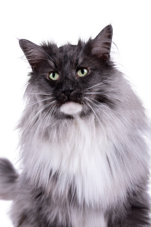 portrait of a gray Maine Coon cat on a white backgroundの写真素材