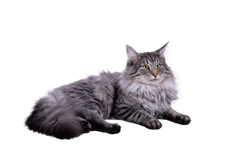 A gray Maine Coon cat is lying facing you. it is photographed on a white backgroundの写真素材