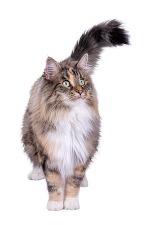 A brown Maine Coon cat is standing and facing forward on a white backgroundの写真素材
