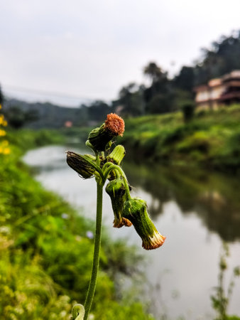 Flower in the banks of a river