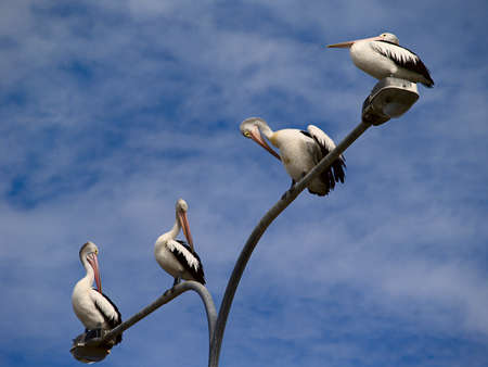 Four Pelicans resting on a lamp postの写真素材