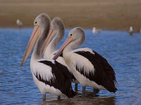 Three Wise Menの写真素材