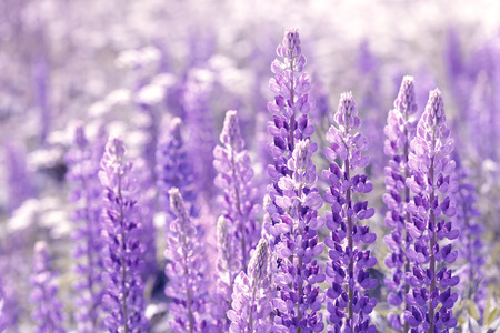 Lupinus, lupin, lupine field with pink purple and blue flowersの写真素材