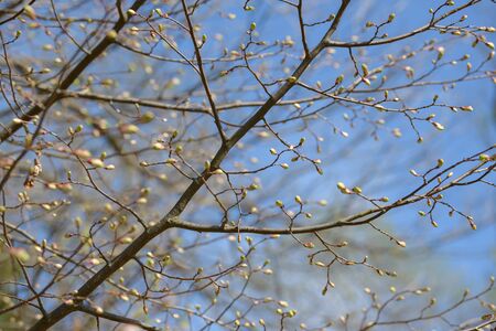 Young tree leaf and bud. New spring foliage appearing on branches. Tree or bush releasing buds. Seasonal forest background.の写真素材