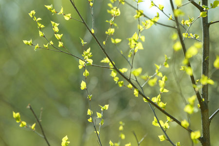 Young tree leaf and bud. New spring foliage appearing on branches. Tree or bush releasing buds....