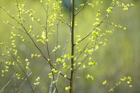 Young tree leaf and bud. New spring foliage appearing on branches. Tree or bush releasing buds....
