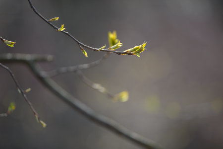 Young tree leaf and bud. New spring foliage appearing on branches. Tree or bush releasing buds....