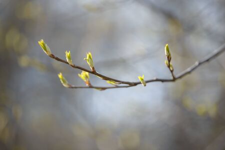 Young tree leaf and bud. New spring foliage appearing on branches. Tree or bush releasing buds. Seasonal forest background.の写真素材