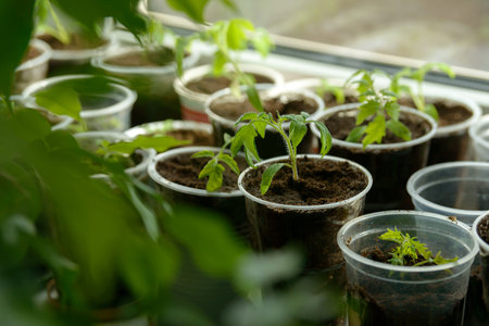 Young Seedling Young seedlings growing on windowsill in plastic cup. New plants for planting in the...
