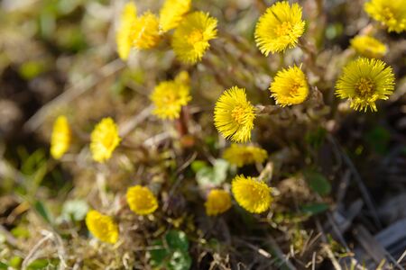 Coltsfoot or foalfoot medicinal wild herb. Farfara Tussilago plant growing in the field. Young flower used as medication ingredients. Meadow spring blooming grass. Group of beautiful yellow flowers.の写真素材