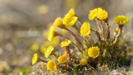 Coltsfoot or foalfoot medicinal wild herb. Farfara Tussilago plant growing in the field. Young flower used as medication ingredients. Meadow spring blooming grass. Group of beautiful yellow flowers.の写真素材