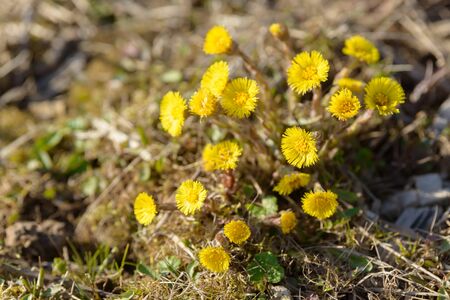 Coltsfoot or foalfoot medicinal wild herb. Farfara Tussilago plant growing in the field. Young flower used as medication ingredients. Meadow spring blooming grass. Group of beautiful yellow flowers.の写真素材