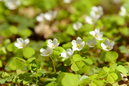 Oxalis articulata or acetosella. Medicinal wild blossoming wood sorrel herb. Grass with white, pink...