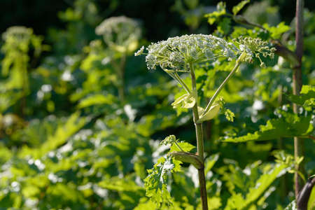 Giant dangerous allergic hogweed plant growing in the field. Poisonous Heracleum grass inflorescence. Leaves and flowers of blooming wild hogweed. Toxic perennial herb in the meadow.の写真素材