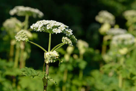 Giant dangerous allergic hogweed plant growing in the field. Poisonous Heracleum grass inflorescence. Leaves and flowers of blooming wild hogweed. Toxic perennial herb in the meadow.の写真素材