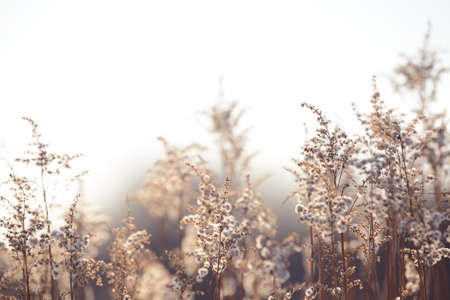 Dry branches of grass and flowers on a winter snowy field. Seasonal cold nature background. Winter landscape details. Wild plants frozen and covered with snow and ice in meadow.の写真素材