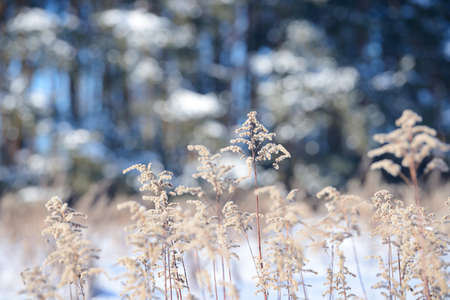 Dry branches of grass and flowers on a winter snowy field. Seasonal cold nature background. Winter landscape details. Wild plants frozen and covered with snow and ice in meadow.の写真素材