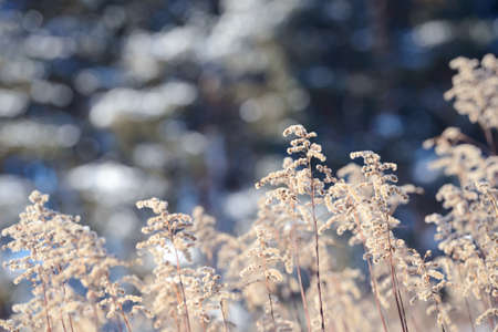 Dry branches of grass and flowers on a winter snowy field. Seasonal cold nature background. Winter landscape details. Wild plants frozen and covered with snow and ice in meadow.の写真素材