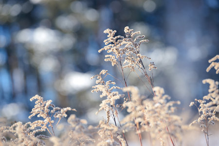 Dry branches of grass and flowers on a winter snowy field. Seasonal cold nature background. Winter landscape details. Wild plants frozen and covered with snow and ice in meadow.の写真素材
