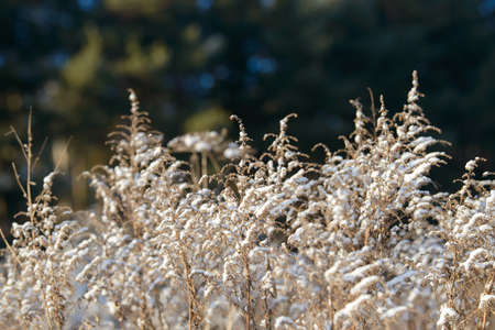 Dry branches of grass and flowers on a winter snowy field. Seasonal cold nature background. Winter landscape details. Wild plants frozen and covered with snow and ice in meadow.の写真素材