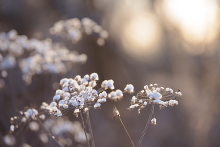 Dry branches of grass and flowers on a winter snowy field. Seasonal cold nature background. Winter...