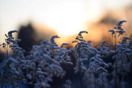 Colorful nature sunset or sunrise background. Silhouette of tree or grass branches and leaves on the field during dusk. Twilight beautiful scenic landscape wallpaper. Natural evening backdrop.の写真素材