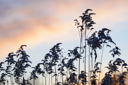 Silhouettes of dry grass against the background of the setting sun.