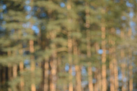 Beautiful soft creamy forest bokeh background. Defocused wild nature wallpaper. Blurred natural abstract image of sky and trees colored with sunlight.の写真素材