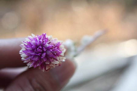 Purple Wildflower