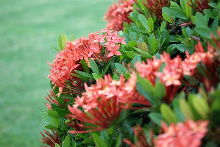 ixora flowerの写真素材