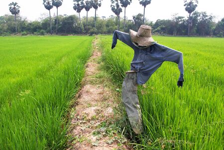 Scarecrow in rice field, Thailandの写真素材