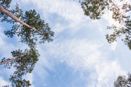 Tree canopy