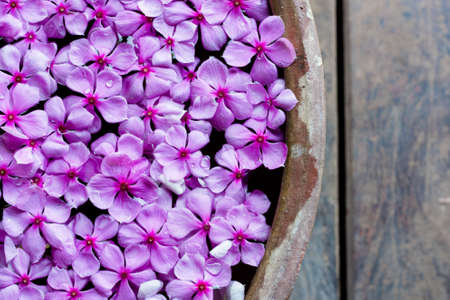 Flower in the bowlの写真素材