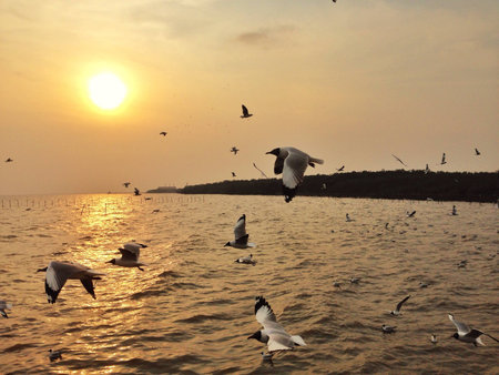 Free seagulls flying in the sunsetの素材