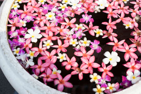 Flower in bowlの写真素材