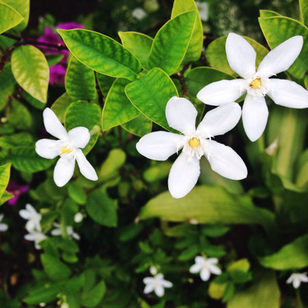 White flowers