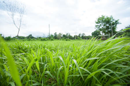 Green grassの写真素材