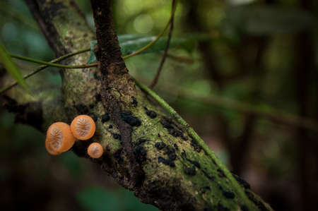 Mushroom in the nature habitat の写真素材