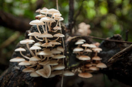 Mushroom in the nature habitat の写真素材