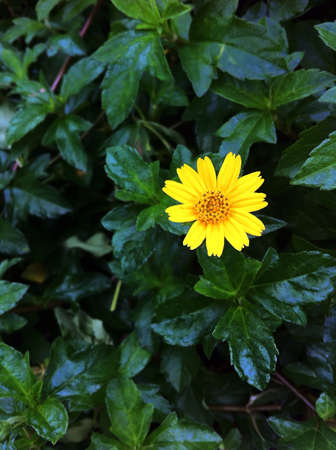 Yellow blossomの素材