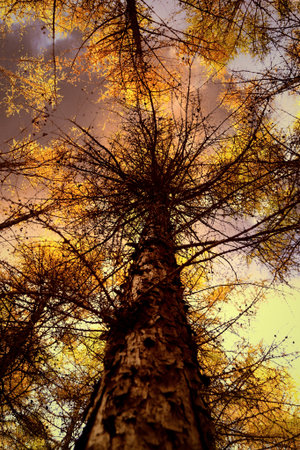 Autumn forest in the rays of the setting sun. View from below.